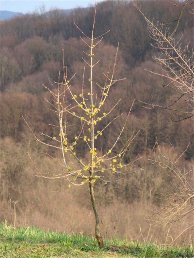 Drijen